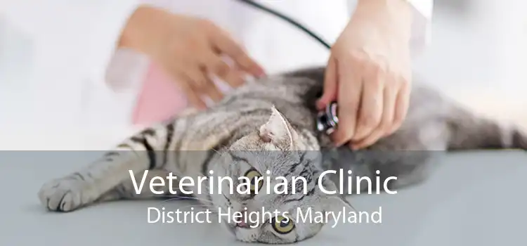 Veterinarian Clinic District Heights Maryland