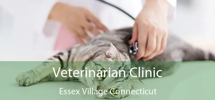 Veterinarian Clinic Essex Village Connecticut