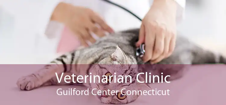 Veterinarian Clinic Guilford Center Connecticut