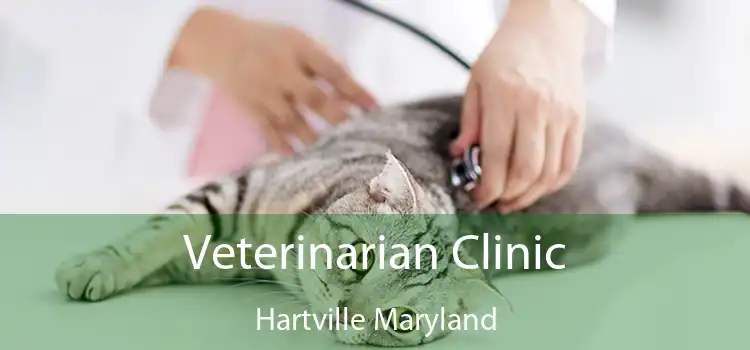 Veterinarian Clinic Hartville Maryland