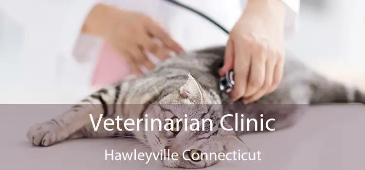 Veterinarian Clinic Hawleyville Connecticut