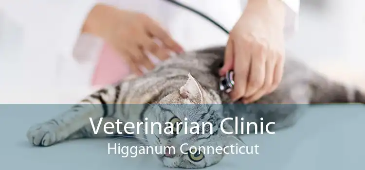 Veterinarian Clinic Higganum Connecticut