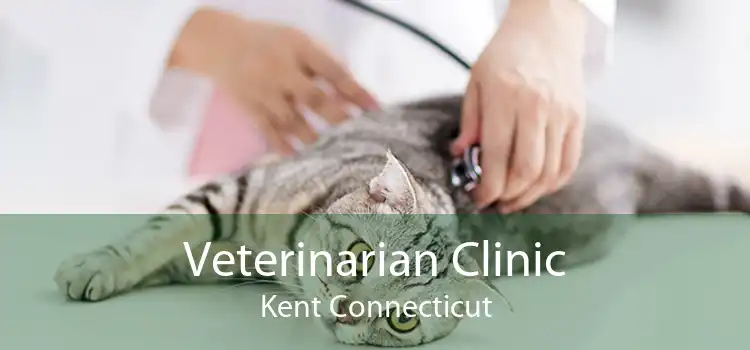 Veterinarian Clinic Kent Connecticut