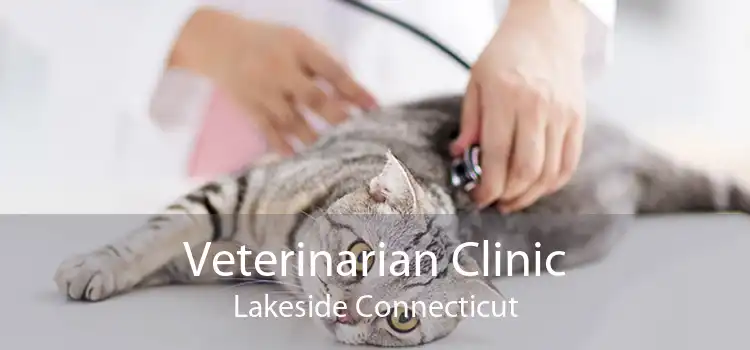 Veterinarian Clinic Lakeside Connecticut