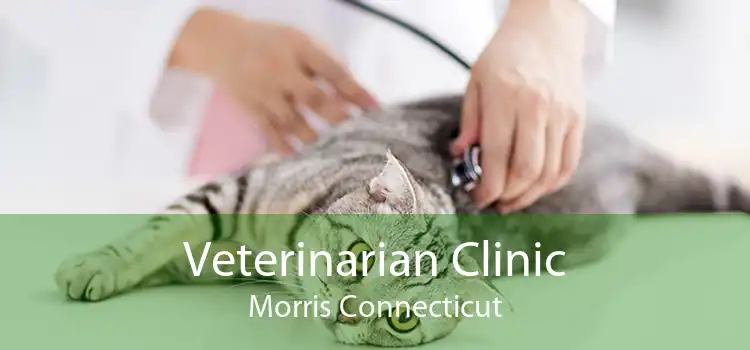 Veterinarian Clinic Morris Connecticut
