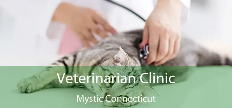 Veterinarian Clinic Mystic Connecticut