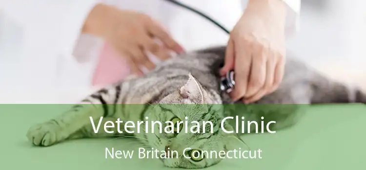 Veterinarian Clinic New Britain Connecticut