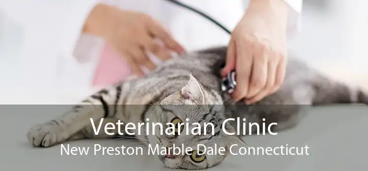 Veterinarian Clinic New Preston Marble Dale Connecticut