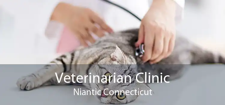 Veterinarian Clinic Niantic Connecticut