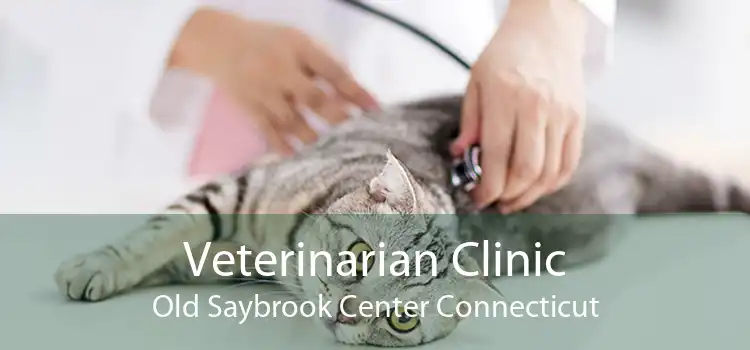 Veterinarian Clinic Old Saybrook Center Connecticut