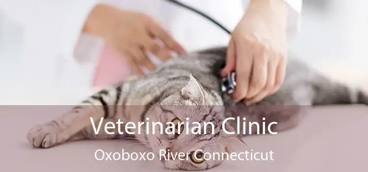 Veterinarian Clinic Oxoboxo River Connecticut