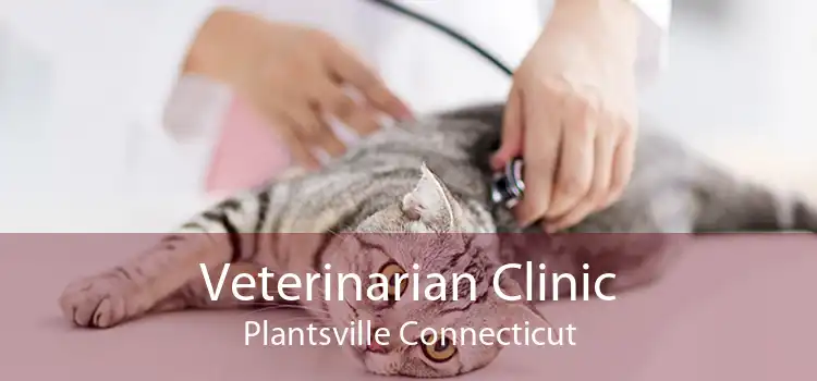 Veterinarian Clinic Plantsville Connecticut