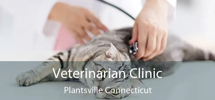 Veterinarian Clinic Plantsville Connecticut