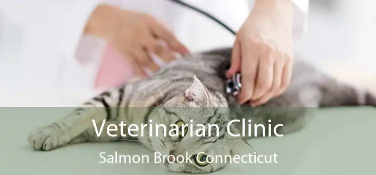 Veterinarian Clinic Salmon Brook Connecticut