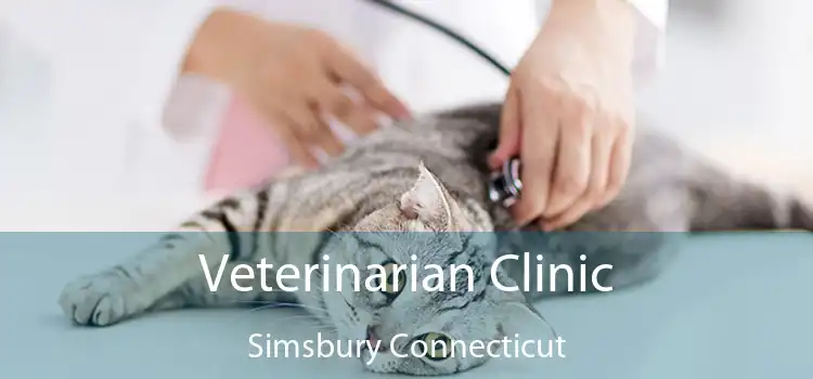 Veterinarian Clinic Simsbury Connecticut
