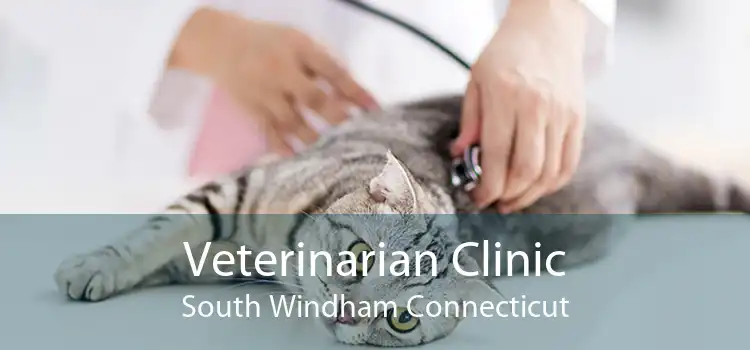 Veterinarian Clinic South Windham Connecticut
