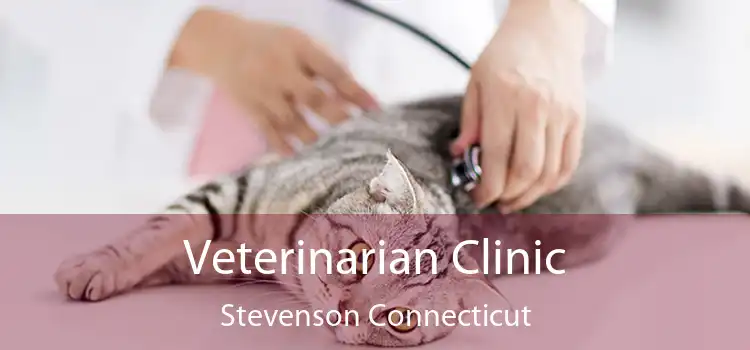 Veterinarian Clinic Stevenson Connecticut