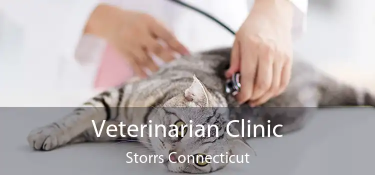 Veterinarian Clinic Storrs Connecticut