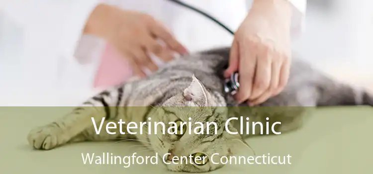 Veterinarian Clinic Wallingford Center Connecticut