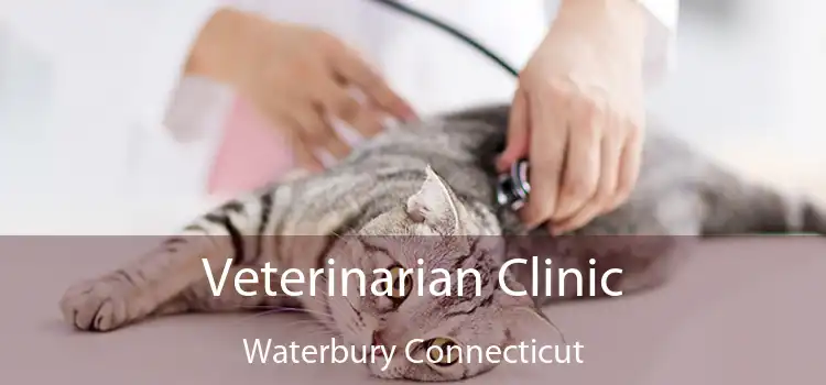 Veterinarian Clinic Waterbury Connecticut