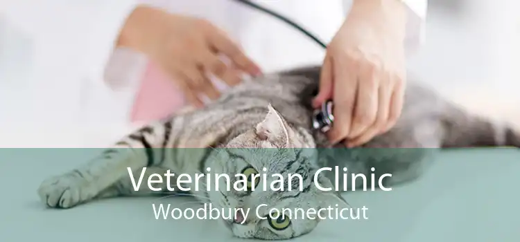 Veterinarian Clinic Woodbury Connecticut