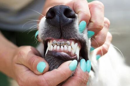 dog dentist in New Canaan