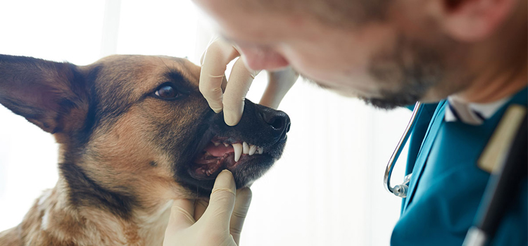 Anesthetic Dog Dentistry