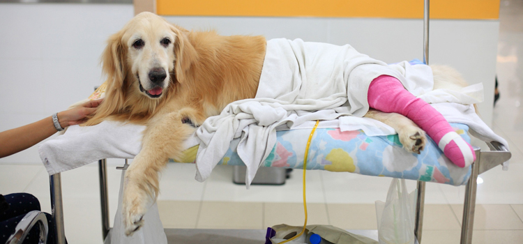 animal hospital veterinary surgery