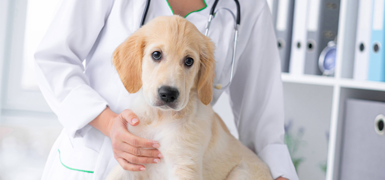 pet emergency infirmary