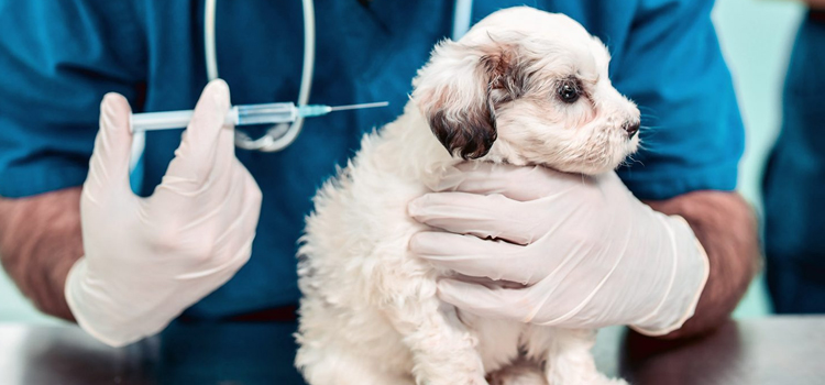 dog vaccination clinic