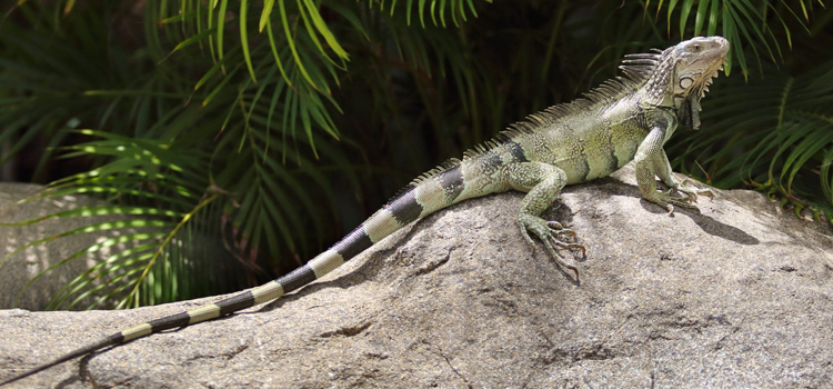 skilled vet care for reptiles